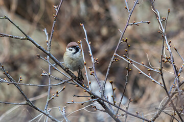 Eurasian tree sparrow Passer montanus. Portrait photos of common forest birds in Europe