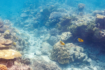 素晴らしいサンゴ礁の美しいヒフキアイゴ（アイゴ科）のペア。
圧倒的に大規模な素晴らしく美しいサンゴ礁。

沖縄県島尻郡座間味村阿嘉島の外地島沖にて。
2021年4月28日水中撮影。
The Beautiful Blotched foxface (Siganus unimaculatus) and others in Wonderful coral reefs.
Off Fukaji Island,