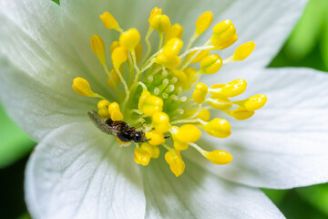 close up photo of hylaeus or bee on the White flower with green leaves in the garden