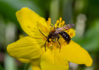 Honey bee on Yellow wood Anemone, Anemonoides ranunculoides. Nature awakening in spring