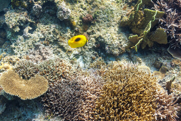 Naklejka na ściany i meble 素晴らしいサンゴ礁の美しいトノサマダイ（チョウチョウウオ科）他。 圧倒的に大規模な素晴らしく美しいサンゴ礁。沖縄県島尻郡座間味村阿嘉島の外地島沖にて。 2021年4月28日水中撮影。 The Beautiful Mirror Butterflyfish (Chaetodon speculum) and others in Wonderful coral reefs. Off Fukaji Is