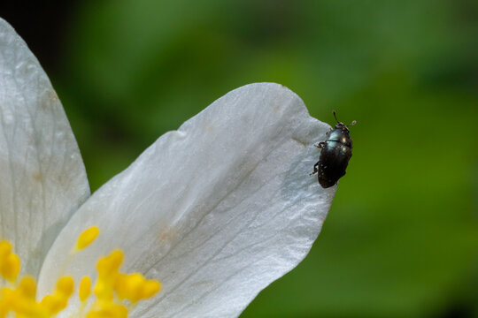Rape beetle, meligethes aeneus on field pennycress, thlaspi arvense plant. Spring nature background.