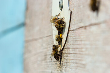 Group of bees near a beehive, in flight. Wooden beehive and bees. Bees fly out and fly into the round entrance of a wooden vintage beehive in an apiary close up view