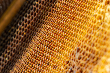 Honeycomb bees close-up in a wooden frame a working buckfast bee hive. The concept of beekeeping