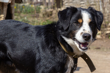 Black mongrel dog on chain on old weathered wooden kennel background on rural backyard at summer day