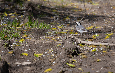 White Wagtail - Motacilla alba, small popular passerine bird from European fileds, meadows and wetlands. White Wagtail, Pied Wagtails, Motacilla alba sitting on the ground