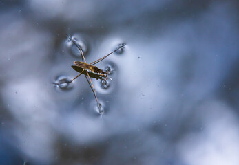 Insect Gerris lacustris, known as common pond skater or common water strider is a species of water...