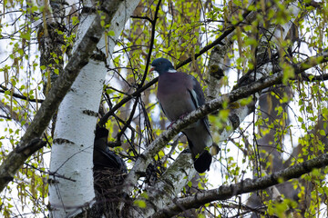 Columba palumbus bird on a birch branch in June. The common wood pigeon, Columba palumbus, is a large species in the dove and pigeon family