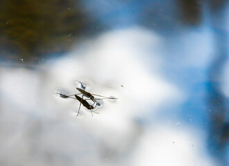 Insect Gerris lacustris, known as common pond skater or common water strider is a species of water strider, found in Europe have ability to move quickly on the water surface and have hydrophobic legs