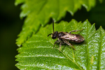 Closeup on a female furrow banded sweat bee, Lasioglossum zonulum, on a green leaf
