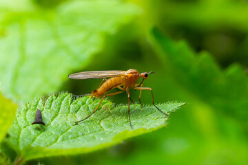 Obraz premium Yellow fly-scorpion on a blade of grass in a natural environment, forest, summer sunlight