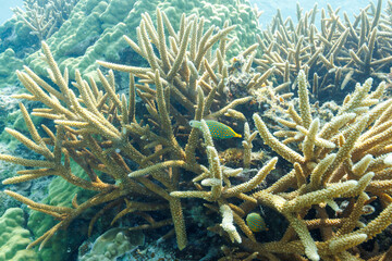 Naklejka na ściany i meble 素晴らしいサンゴ礁の可愛いテングカワハギ（カワハギ科）の小群他。 圧倒的に大規模な素晴らしく美しいサンゴ礁。沖縄県島尻郡座間味村阿嘉島の外地島沖にて。 2021年4月28日水中撮影。 The Lovely Harlequin filefish, Orange spotted filefish (Oxymonacanthus longirostris) and others in Wonderf