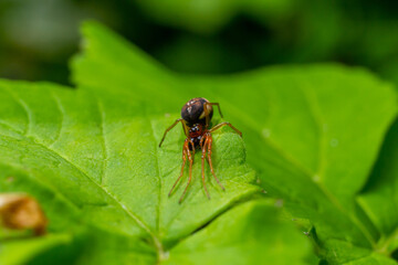 macro shot of Metellina spider on tip of green leaf, wildlife in natural environment