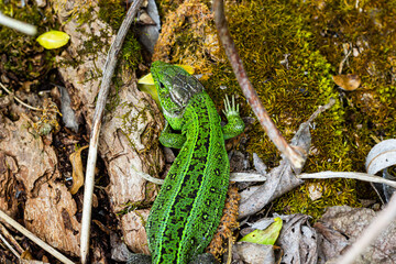 European green lizard Lacerta viridis emerging from the grass exposing its beautiful colors