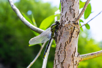 Larval dragonfly grey shell. Nymphal exuvia of Gomphus vulgatissimus. White filaments hanging out...