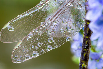 Dragonfly Gomphus vulgatissimus in front of green background macro shot with dew. on the wings....