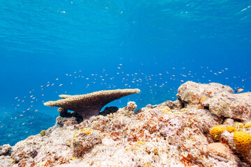 素晴らしいサンゴ礁の水中洞窟の大きなカスリハタ（ハタ科）とデバスズメダイ（スズメダイ科）他の群れ。
圧倒的に大規模な素晴らしく美しいサンゴ礁。

沖縄県島尻郡座間味村阿嘉島の外地島沖にて。
2021年4月28日水中撮影。
The large and beautiful potato grouper (Epinephelus tukula) and a school of Blue green da