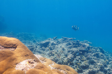 素晴らしいサンゴ礁の恐ろしいゴマモンガラ（モンガラカワハギ科）他。
圧倒的に大規模な素晴らしく美しいサンゴ礁。

沖縄県島尻郡座間味村阿嘉島の外地島沖にて。
2021年4月28日水中撮影。
Treacherous Titan triggerfish (Balistoides viridescens) and others in Wonderful coral reefs.
Off Fukaji I