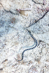 美しい白砂のビーチと美しいエラブウミヘビ（コブラ科）。
圧倒的に大規模な素晴らしく美しいサンゴ礁。

沖縄県島尻郡座間味村阿嘉島の外地島沖にて。
2021年4月28日水中撮影。
Mysterious Chinese sea snake (Laticauda semifasciata) in beautiful white beach.
Off Fukaji Island, Aka Island, 