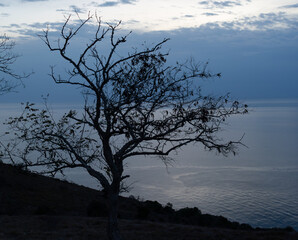 Silhouette of tree at the dawn near the Black Sea