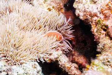 Naklejka na ściany i meble 素晴らしいサンゴ礁の美しいイソギンチャクと可愛いハナビラクマノミ（クマノミ亜科）。 圧倒的に大規模な素晴らしく美しいサンゴ礁。沖縄県島尻郡座間味村阿嘉島の外地島沖にて。 2021年4月28日水中撮影。 Lovely Pink anemonefish (Amphiprion perideraion) in beautiful Sea anemone and others in Wonderful