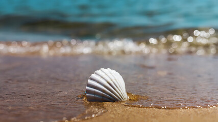 white marine shell on the sand
