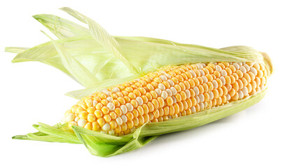 corn cob isolated on the white background. Clipping path