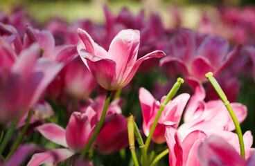 Close-up of an pink tulip flower in the middle of the other colorful tulips at a garden