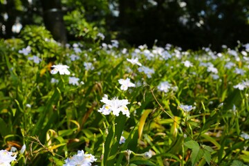 白い花