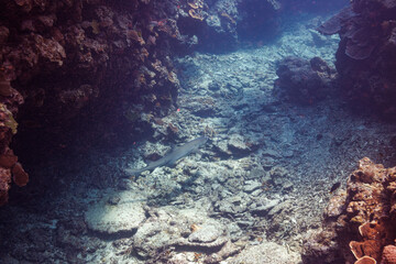 素晴らしいサンゴ礁の洞窟から出てきた、美しく大きなネムリブカ（メジロザメ科）他。
よく見るとお腹にコバンザメがついている。
圧倒的に大規模な素晴らしく美しいサンゴ礁。

沖縄県島尻郡座間味村阿嘉島の外地島沖にて。
2021年4月28日水中撮影。
Beautiful and large Whitetip reef shark (Triaenodon obesus) and others emergi