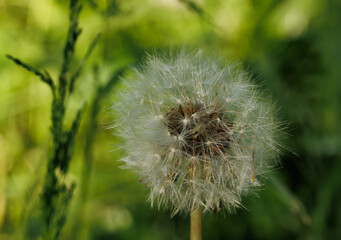 Macro of a dandelion on a green blurry background