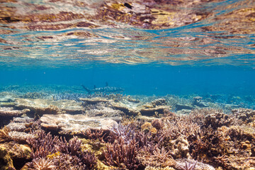 Naklejka na ściany i meble 素晴らしいサンゴ礁の洞窟から出てきた、美しく大きなネムリブカ（メジロザメ科）他。 最高に美しいサンゴの浅瀬を泳いでいる。 圧倒的に大規模な素晴らしく美しいサンゴ礁。沖縄県島尻郡座間味村阿嘉島の外地島沖にて。 2021年4月28日水中撮影。 Beautiful and large Whitetip reef shark (Triaenodon obesus) and others emergin