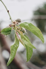 Close up branch of almond tree growing on the tree.