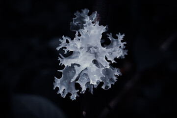 White mushrooms growing on stalks on a black background - obrazy, fototapety, plakaty