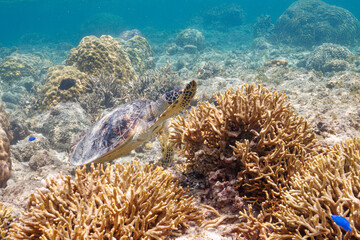 Naklejka na ściany i meble 素晴らしいサンゴ礁をゆったり泳ぐ大きく美しいアオウミガメ（ウミガメ科）沖縄県島尻郡座間味村阿嘉島の阿嘉ビーチにて。 2021年4月28日水中撮影。A large and beautiful Green Turtle, Green Sea Turtle (Chelonia mydas) swimming leisurely on the surface of a wonderful cora