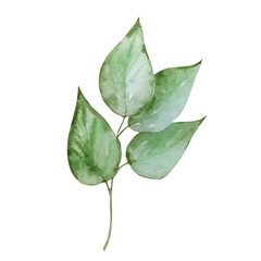 Branch with green leaves watercolor