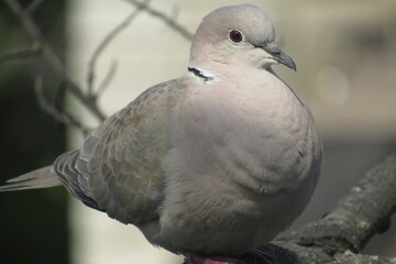 pigeon on the rock