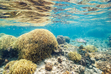 素晴らしいサンゴ礁の水面を息継ぎをするためにゆったり泳ぐ大きく美しいアオウミガメ（ウミガメ科）

沖縄県島尻郡座間味村阿嘉島の阿嘉ビーチにて。
2021年4月28日水中撮影。

圧倒的に大規模な素晴らしく美しいサンゴ礁。

A large and beautiful Green Turtle, Green Sea Turtle (Chelonia mydas) swimming leisurely