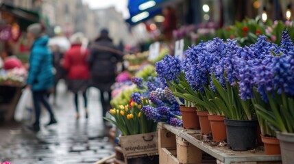 Picture of a bustling street market with an array of potted blue violet hyacinths, heralding the arrival of spring. - obrazy, fototapety, plakaty