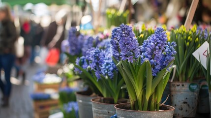 Bustling street market with an array of potted blue violet hyacinths, heralding the arrival of spring. - obrazy, fototapety, plakaty