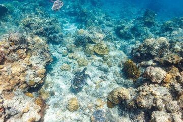 素晴らしいサンゴ礁をゆったり泳ぐ大きく美しいタイマイ（絶滅危惧種）とアオウミガメ（ウミガメ科）

沖縄県島尻郡座間味村阿嘉島の阿嘉ビーチにて。
2021年4月28日水中撮影。

圧倒的に大規模な素晴らしく美しいサンゴ礁。

Large, beautiful Hawksbill turtle (Eretmochelys imbricata) (endangered species) and Gree