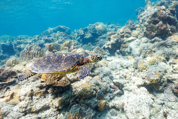 素晴らしいサンゴ礁をゆったり泳ぐ大きく美しいタイマイ（絶滅危惧種）（ウミガメ科）。

沖縄県島尻郡座間味村阿嘉島の阿嘉ビーチにて。
2021年4月28日水中撮影。

圧倒的に大規模な素晴らしく美しいサンゴ礁。

Large, beautiful Hawksbill turtle (Eretmochelys imbricata) (endangered species) swimming leisu