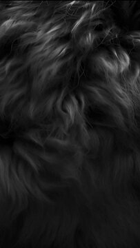 Vertical Black fur background texture moving 4k. Smooth soft black color furry, fluffy and hairy artificial sheep skin plush fur wool rug texture cloth knitted coarse background moving