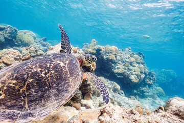 素晴らしいサンゴ礁をゆったり泳ぐ大きく美しいタイマイ（絶滅危惧種）とアオウミガメ（ウミガメ科）

沖縄県島尻郡座間味村阿嘉島の阿嘉ビーチにて。
2021年4月28日水中撮影。

圧倒的に大規模な素晴らしく美しいサンゴ礁。

Large, beautiful Hawksbill turtle (Eretmochelys imbricata) (endangered species) and Gree