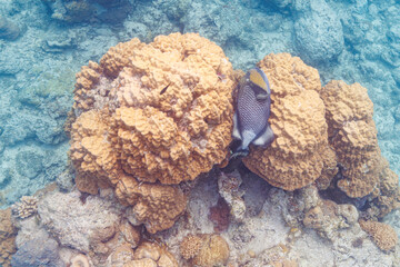 素晴らしいサンゴ礁の上で横になって昼寝する、恐ろしいゴマモンガラ（モンガラカワハギ科）他。
圧倒的に大規模な素晴らしく美しいサンゴ礁。

沖縄県島尻郡座間味村阿嘉島の阿嘉ビーチにて。
2021年4月28日水中撮影。
The dreaded Titan triggerfish (Balistoides viridescens) and others lying down for a nap on a