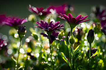 Spanish daisies after rain in a hot summer day