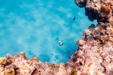 素晴らしいサンゴ礁の犬のように可愛いコクテンフグ（フグ科）。
圧倒的に大規模な素晴らしく美しいサンゴ礁。

沖縄県島尻郡座間味村阿嘉島の阿嘉ビーチにて。
2021年4月28日水中撮影。
A Blackspotted puffer (Arothron nigropunctatus), lovely as a dog on a wonderful coral reef.
At Aka Beach, A