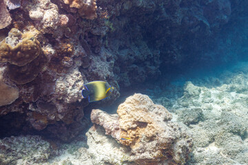 Fototapeta na wymiar 素晴らしいサンゴ礁の美しく大きなサザナミヤッコ（キンチャクダイ科）他。 圧倒的に大規模な素晴らしく美しいサンゴ礁。沖縄県島尻郡座間味村阿嘉島の阿嘉ビーチにて。 2021年4月28日水中撮影。 Beautiful and large Zebra angelfish (Pomacanthus semicirculatus) and others on a wonderful coral reef.