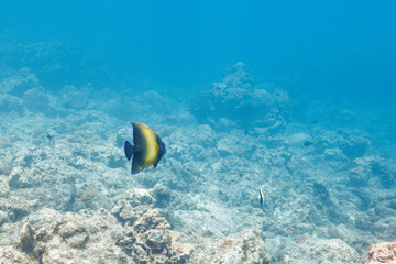 素晴らしいサンゴ礁の美しく大きなサザナミヤッコ（キンチャクダイ科）他。
圧倒的に大規模な素晴らしく美しいサンゴ礁。

沖縄県島尻郡座間味村阿嘉島の阿嘉ビーチにて。
2021年4月28日水中撮影。
Beautiful and large Zebra angelfish (Pomacanthus semicirculatus) and others on a wonderful coral reef.