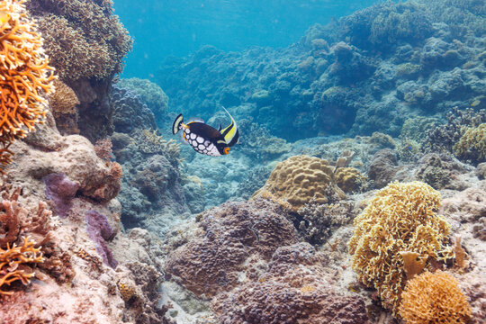 素晴らしいサンゴ礁の奇妙なモンガラカワハギ（モンガラカワハギ科）と美しいツノダシ（ツノダシ科）他。
圧倒的に大規模な素晴らしく美しいサンゴ礁。

沖縄県島尻郡座間味村阿嘉島の阿嘉ビーチにて。
2021年4月28日水中撮影。
Mysterious Clown triggerfish (Balistoides conspicillum) and Moorish Idol juvenile (Zancl